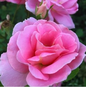 Meet your Posher, P&M Fashions